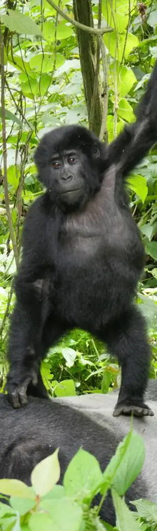 Gorilla Trekking im Bwindi Forest